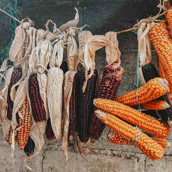 yellow and red corn hanging on a thread